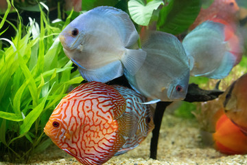 Discus fish