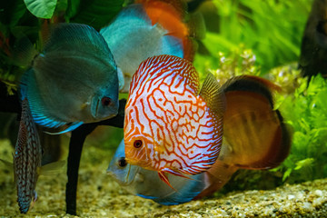 Discus fish