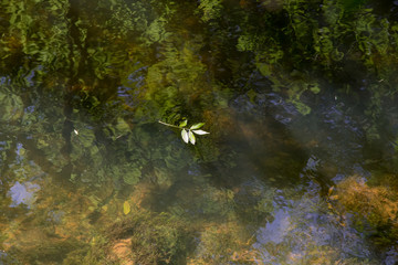 Autumn leaves floating in the river, Cornwall