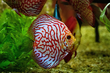 Discus fish