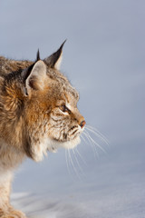 Bobcat (Lynx rufus)