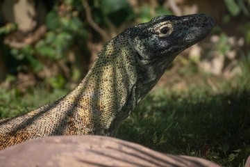 Retrato de un dragon de komodo