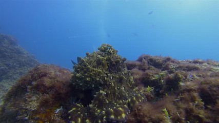 Octopus Close Up. Calm Squid Octopi Resting On Peaceful Coral Reef In Blue Sea Water. Graceful Reef Octopus & Colour Camouflage. Colourful Dangerous Marine Life. Beautiful Aquatic Underwater Wildlife