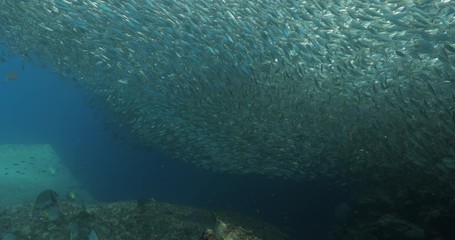 Flatiron Herring baitball from the islands of the sea of Cortez, Mexico.