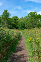 Fototapeta na wymiar Flowers and Native Plants with a Trail at the Montrose Point Bird Sanctuary in Uptown Chicago 