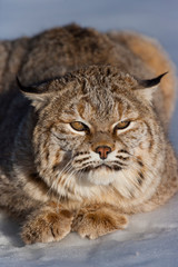 Bobcat (Lynx rufus)