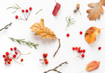 Autumn leaves background. Red berries, yellow autumn leaves and branches on a white background, top view, flat lay.