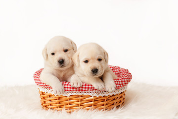 Two beige labrador puppies are sitting in a basket.
