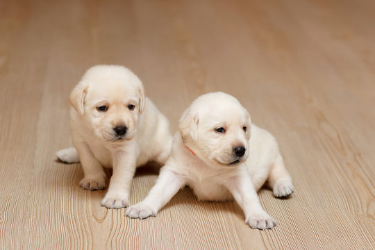 Two beige puppies of a Labrador retriever.