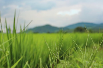 green grass and sky
