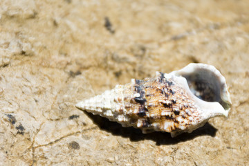 seashell on the stone shore