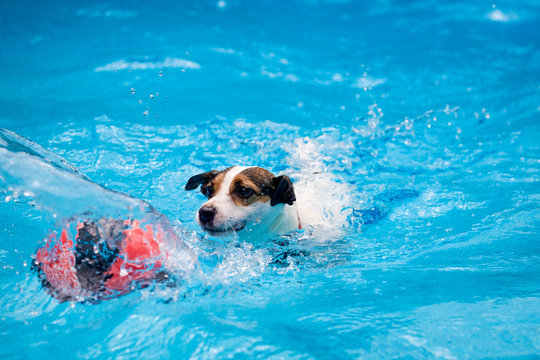Action shot of dog chasing ball while swimming in backyard swimming pool