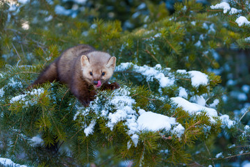 American marten or American pine marten (Martes americana)