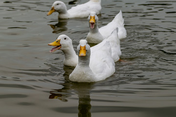 Group of white Pekin Ducks quacking