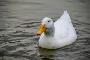 White pekin duck also known as Long Island or Aylesbury Duck