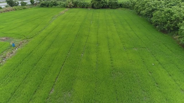 AERIAL PULL BACK Over Green Lush Rice Paddy Fields
