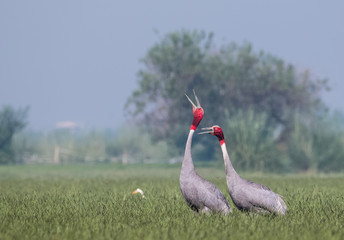 Sarus Crane Bird and the nature 