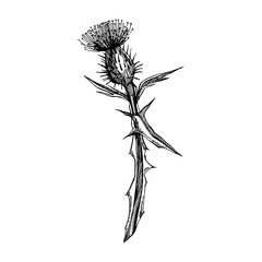 Thistle or daisy flower. Botanical illustration. Good for cosmetics, medicine, treating, aromatherapy, nursing, package design, field bouquet. Hand drawn wild hay flowers