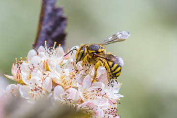 bee on flower