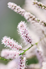 Obraz premium branche de fleurs roses macro