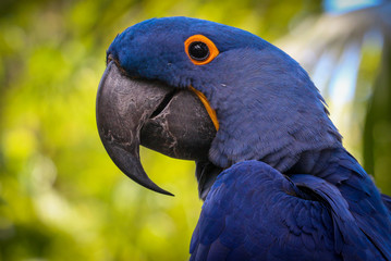 hyacinth macaw portrait 