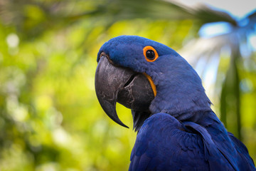 hyacinth macaw portrait  © LifeGemz