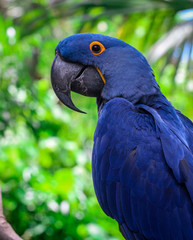 hyacinth macaw portrait 