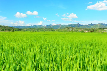 green wheat field and blue sky