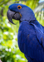 hyacinth macaw portrait  © LifeGemz