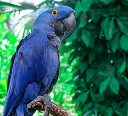 hyacinth macaw portrait 