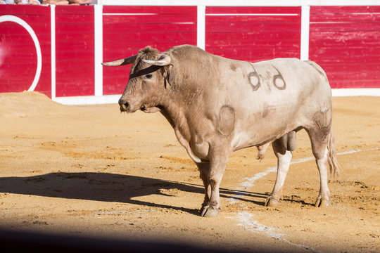 Capture of the figure of a brave bull in a bullfight, Sabiote, Spain