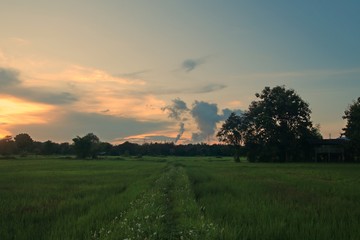 sunset over green field