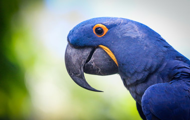 hyacinth macaw portrait  © LifeGemz