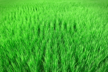 field of green grass