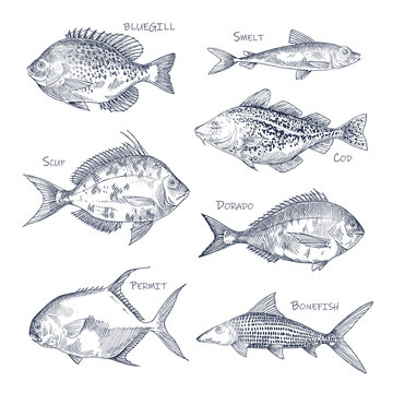 Seafood sketch or set of isolated hand drawn fish