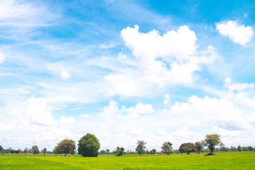 Obraz premium White clouds in Blue sky with meadow tree, the beautiful sky with clouds have copy space for the landscape background.