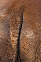 White rhinoceros or square-lipped rhinoceros (Ceratotherium simum)
