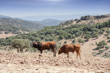 Bulls in countryside, Andalusia, Spain