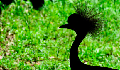 African Crane 