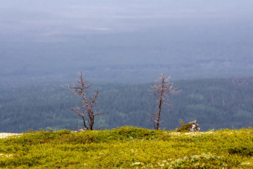 View in the mountains, on the hills in the tundra, on the Kola Peninsula in summer