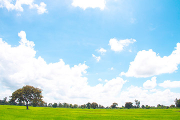 White clouds in Blue sky with meadow tree,  the beautiful sky with clouds have copy space for the landscape background.