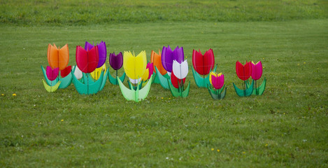 Colorful Tulips at a Kite festival in Otterndorf, close to the North Sea in Germany
