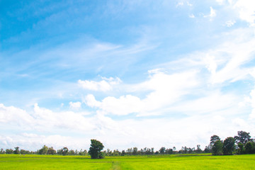 White clouds in Blue sky with meadow tree,  the beautiful sky with clouds have copy space for the landscape background.