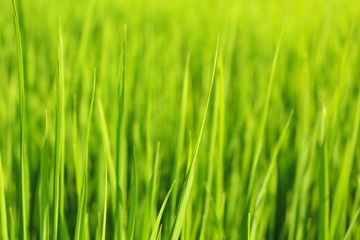Fototapeta na wymiar green grass with water drops of morning dew