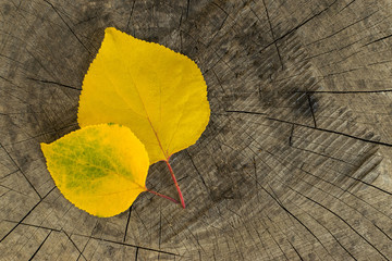 Two yellow leaves of a tree, one more, the second less, on a warm autumn day lie on a cracked old brown wooden stump