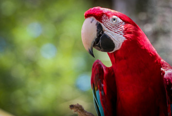 Macaw 