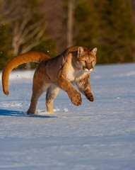 Cougar (Puma concolor), also commonly known as the mountain lion, puma, panther, or catamount