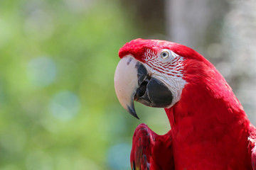 Macaw 