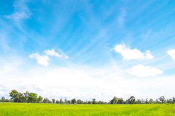 White clouds in Blue sky with meadow tree,  the beautiful sky with clouds have copy space for the landscape background.