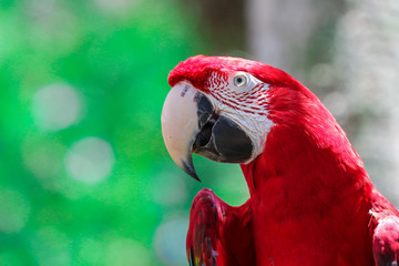 Macaw 